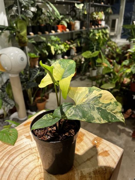 濃黃斑龜背芋|濃黃斑合果芋syngonium variegata daurea(龜背芋、蔓。